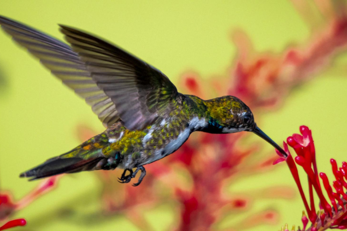 Attract Hummingbirds