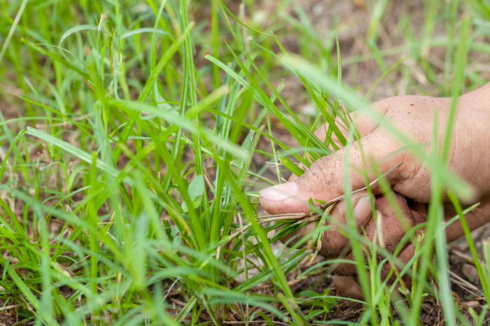 Prevent Crabgrass