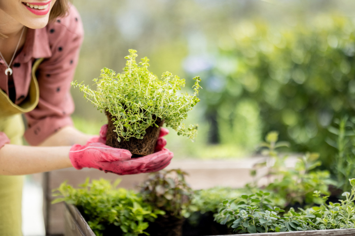 Start your herb garden.