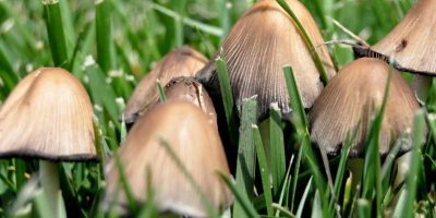 how to get rid of mushrooms in yard