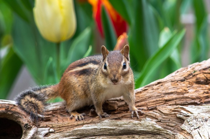 Getting Rid Of Chipmunks - A General Overview