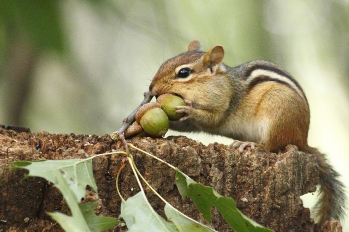 How To Get Rid Of Chipmunks - A Few Humane Ways